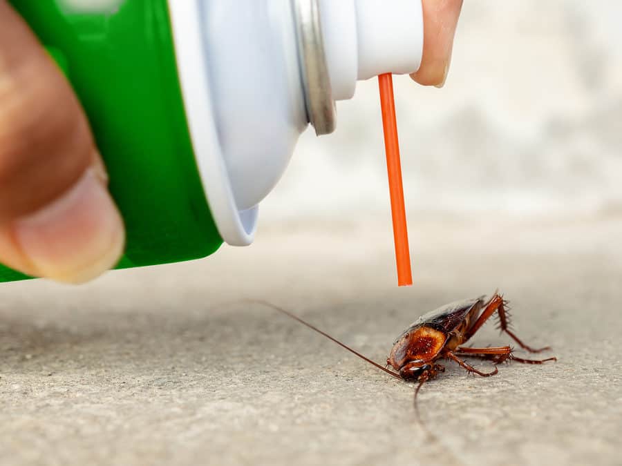 Battling Bugs: A Comprehensive Guide to Pest Extermination