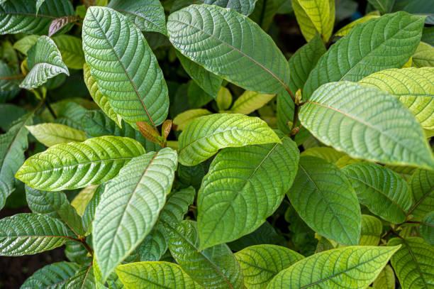 Best White Borneo Kratom Products to Boost Your Energy